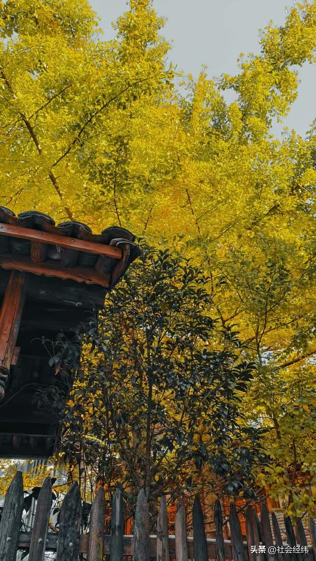 金色童话！腾冲千年银杏村，巷陌皆染秋光醉