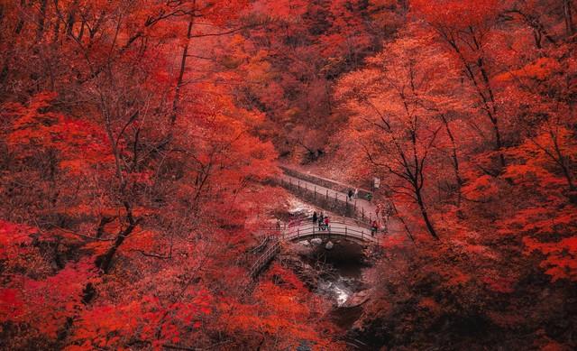 秋染本溪枫色浓，杜牧诗魂入画来