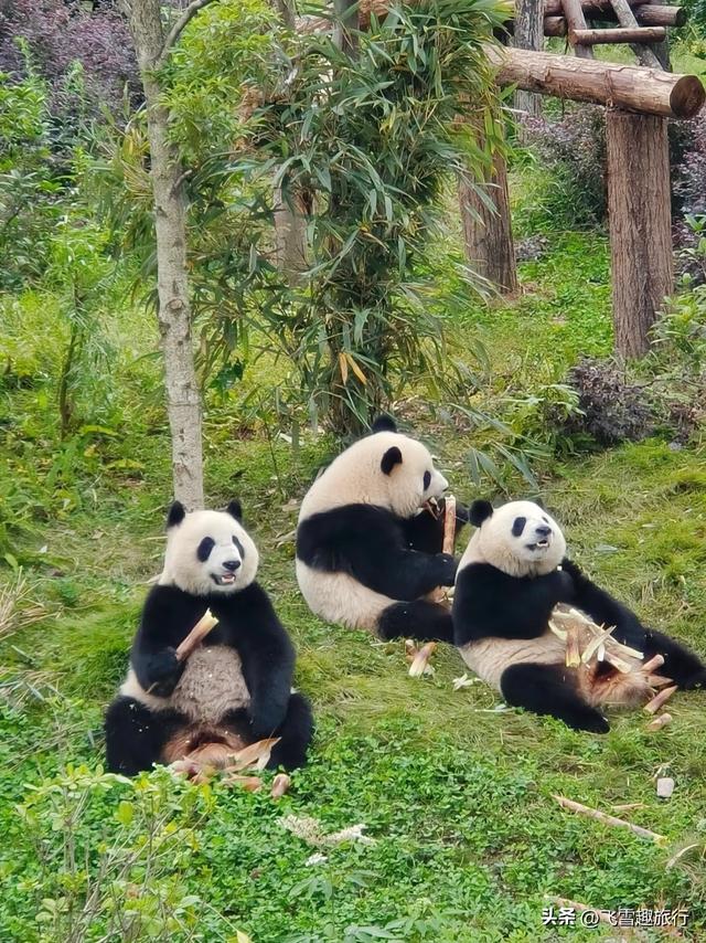 国内十二月出游攻略：五大精选目的地，带你尽享冬日绝美风情