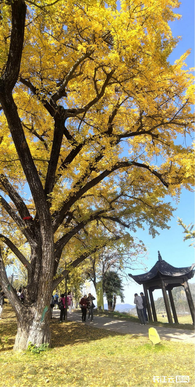 评分秋色：随州为啥被称为“杏”运城市？