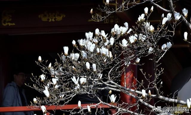 收藏春日！打卡春天里的大美中国