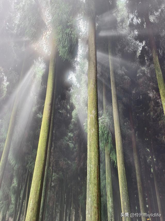 四川行(73)什邡红枫岭徒步到钟鼎寺