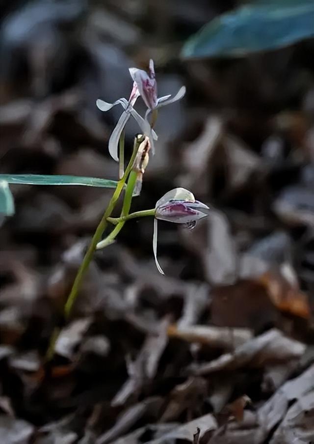 一年仅出现几天！24年四川首次发现“隐身”植物，遇见堪比中彩票