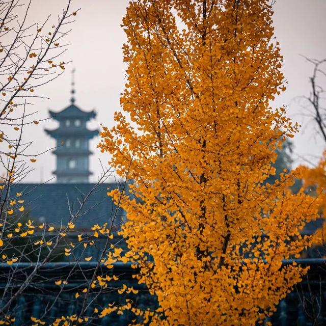 我们把台儿庄古城的秋天“晒”满了朋友圈，温柔了整座古城的初冬