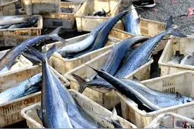 鲅鱼价格从去年的55一斤，暴跌至今年的十八一斤，究竟什么原因？图片