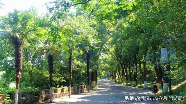 你的相册里，藏着森林公园的哪种绿？