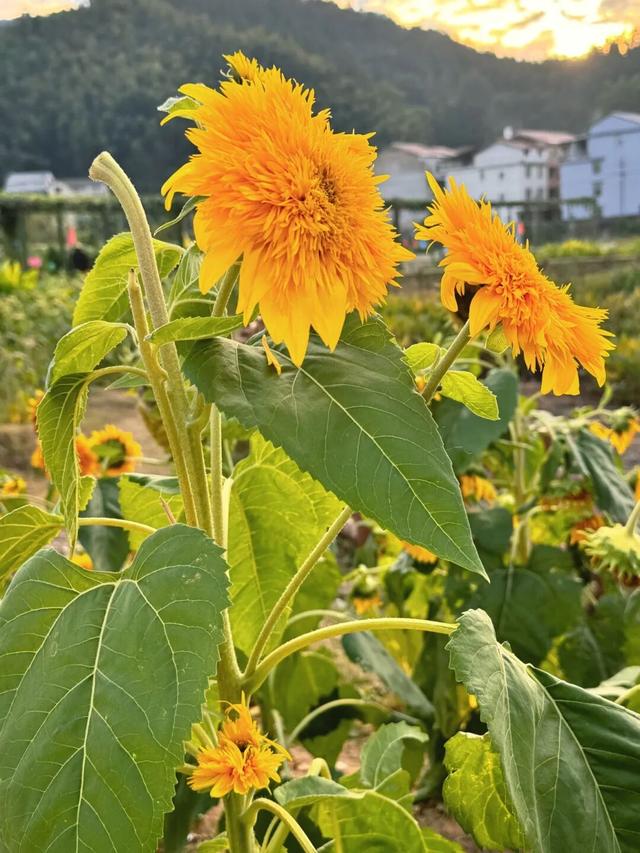 惊艳！三明这片花海已到最佳观赏期！错过又要再等一年