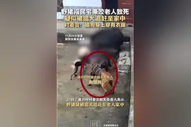 当地回应野猪闯民宅致老人死亡：猎狗身上穿有衣服，疑系猎犬将野猪追至民宅图片