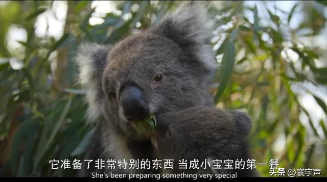 不忍直视却上头！8.9分纪录片拍 “边缘物种”，撕开自然浪漫假象