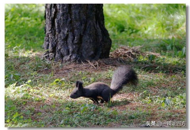 沈阳东陵郊野公园“精灵”出没