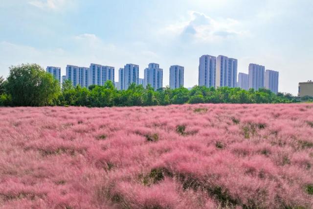 “粉色秘境”已上线！初冬必打卡！位置就在…