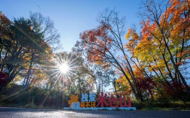 四川旺苍县红叶成秋日爆款 全国游客争相打卡