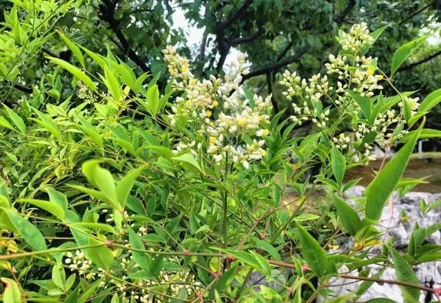 “别被它骗了”：这种“竹子”其实全株有毒，却被种满了公园