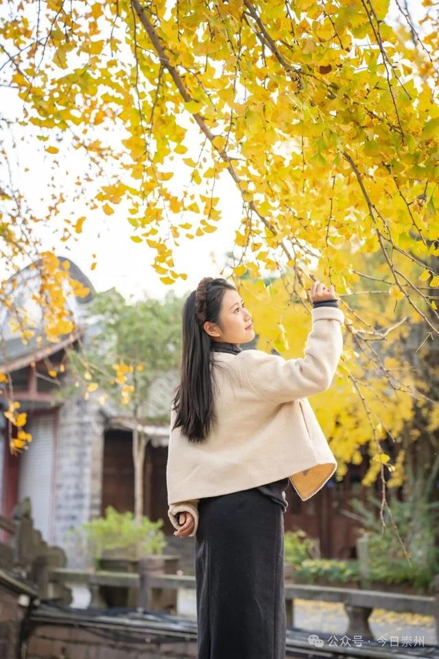 速来→崇州正上演初冬金色浪漫大片！