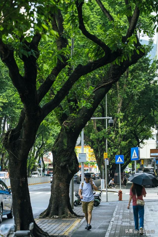 盐田林荫道，永远是封神的存在