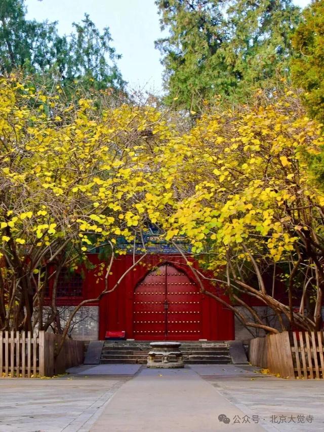 博物馆秋之旅｜本周安排！大觉寺银杏今日实况——