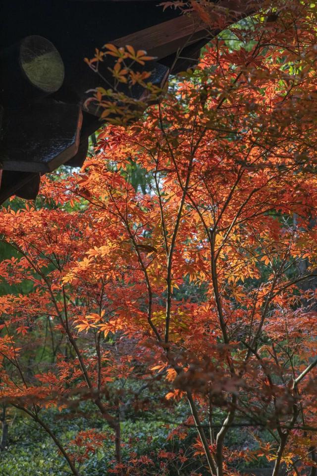 重庆园博园美出新高度！随手一拍都超超超出片→