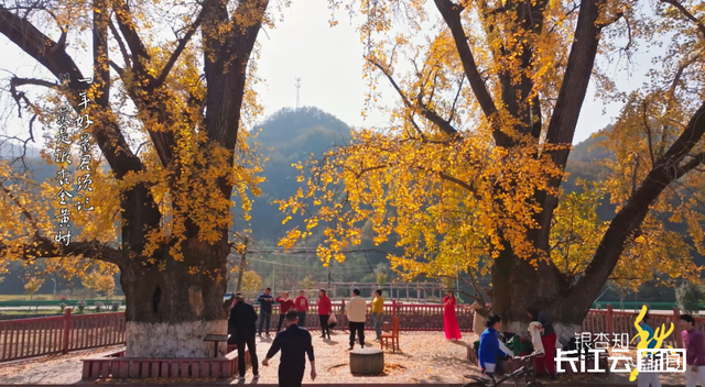 评分秋色：随州为啥被称为“杏”运城市？