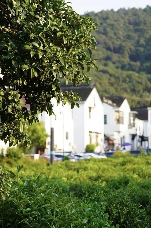 苏州高新区赏桂图鉴来了！带你解锁秋日甜香→