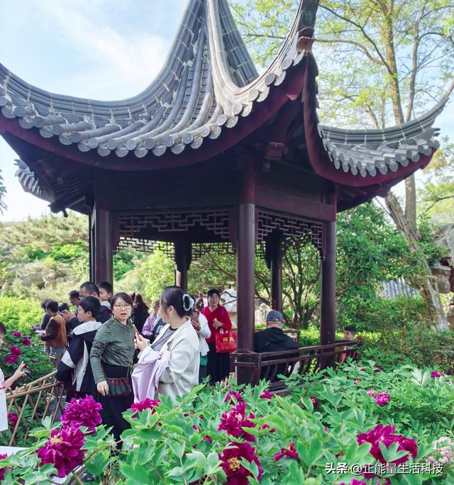 青岛城阳这处“国色天香”藏不住了！火爆了！