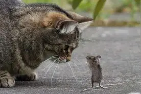 猫辛苦抓到老鼠，为何不直接吃掉，而是拿来玩？原来都是猫的天性图片