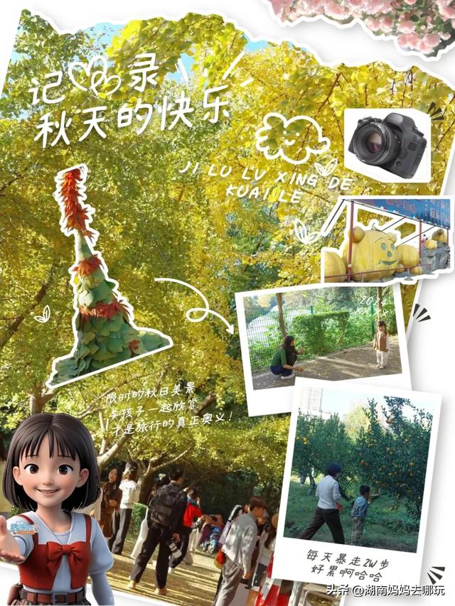 藏不住了！望城这片小众银杏秘境已到最佳观赏期，还能露营、骑行、摘果子