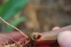 玉米出苗后，地老虎要提前治，用好3个配方，高效治地老虎图片