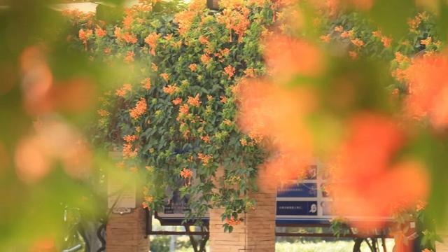 弥勒炮仗花瀑布，太出片了！多个打卡点→