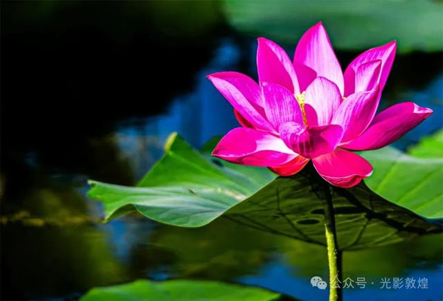 早晚凉风习习,敦煌党河风情线赏荷浪漫且惬意