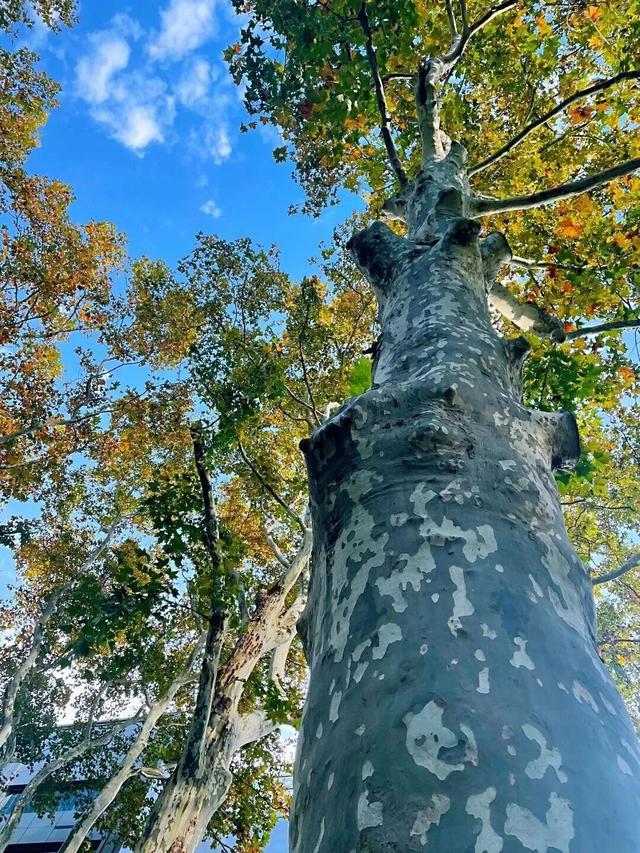 陪伴上海人70多年的“老友”要闭关升级了！这段历史头回听说？未来长啥样提前看！