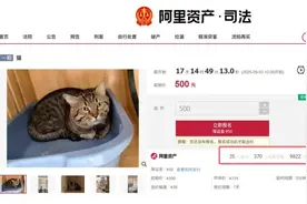 扬州一狸花猫被拍卖抵债，起拍价500元！目前已有35人报名竞拍图片
