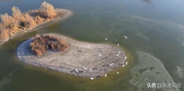 阿克苏惊现候鸟大军，浅滩窃窃私语如舞者，我被这天然舞台震撼了