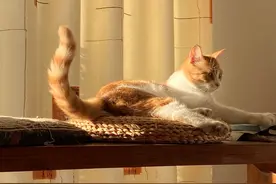 猫：本喵，躺平啦！图片