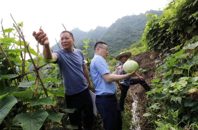“山村收菜计划”再升级！杭城一批亲子家庭上周末驱车200公里赶到这个海拔600多米的小山村……