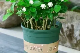 再买茉莉花，一定记住"4不买"，不是讲究，而是养过之后的教训图片