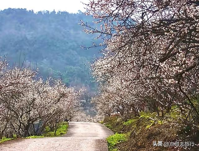 成都冬天爆火的徒步赏花，拍照赏景超级惊艳，全部免费！
