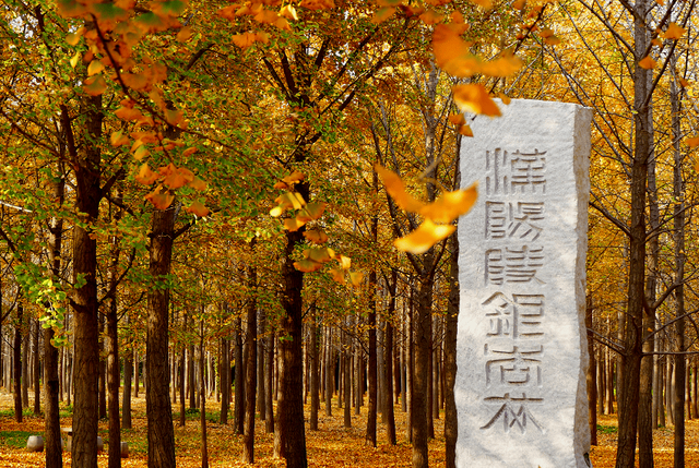 秋日顶流，风景绝美！留下最美的记忆