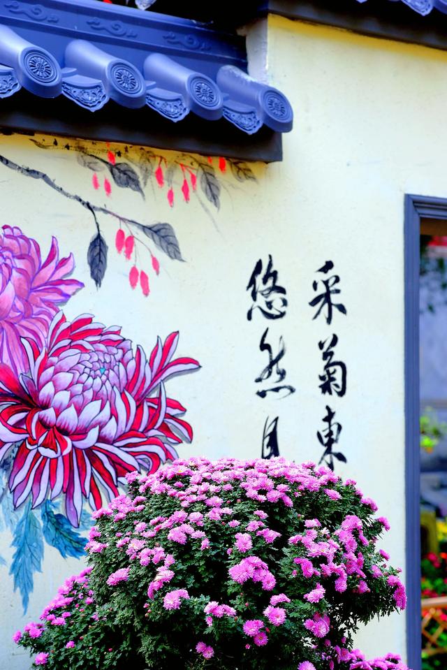 菊韵惠山：菊花与古建的对话