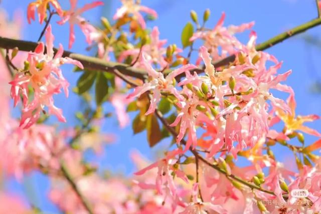 美疯了！高铁直达“四川小三亚”，花海开爆！草莓按盆吃，烧烤香迷糊！