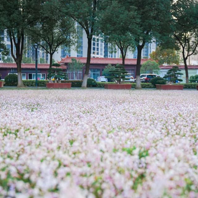 汉阳，变色……了