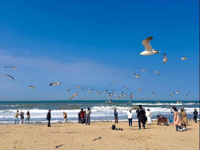 威海荣成“那香海第二届天鹅童话节”来了！ 邀您闯入有雪有海有天鹅的冬日胜境~