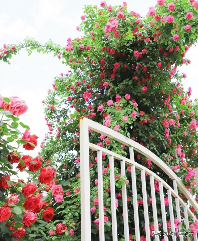 成都玫瑰、月季花开爆了，免费才最美，采摘玫瑰低至1元，划算！