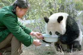 “熊猫小姐”走了……她拍下的上千张国宝照片依旧治愈着我们图片
