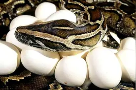 剧毒！云南眼镜王蛇在学校附近，产50枚蛋，被捉时护着蛇蛋不肯走图片