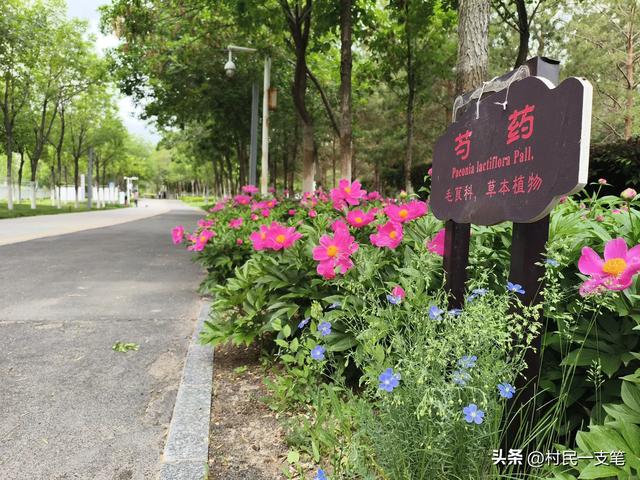 公园绿树成荫，路边花草芬芳，行人休闲漫步，享受快乐时光