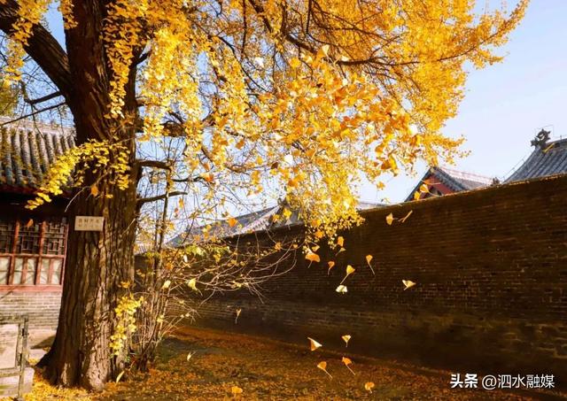 咔嚓🤳！抓住济宁秋天的“小尾巴”~