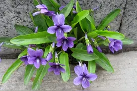 春天常见的小野花，长在墙角别拔掉，价值很高，老人说能“救命”图片