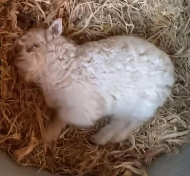 “装死	”小羊身价飙至30万，专家：“装死”非“演技”在线，系因遗传缺陷	，可以人工繁殖更多只
