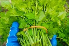 广西都有哪些蔬菜呢？广西蔬菜大全，一定有你意想不到的蔬菜图片