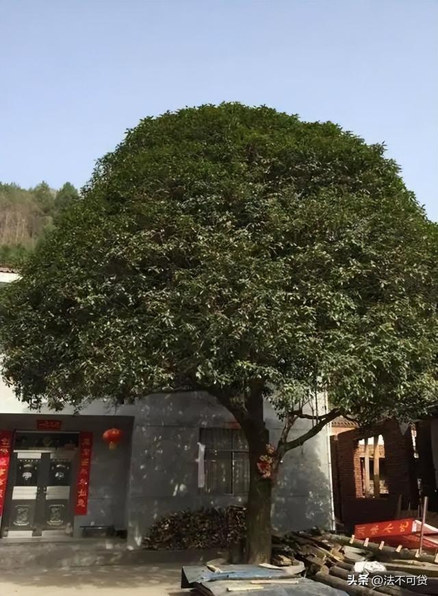 房子前面为什么不能种桂花树？房子前面有桂花树的，要了解一下！